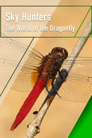 Sky Hunters – The World of Dragonfly HD